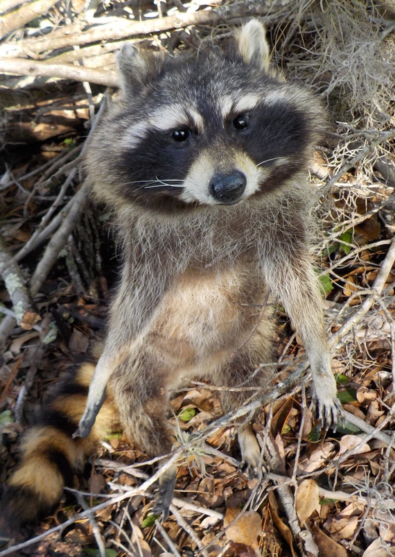 Taxidermy Raccoon Soft Mount