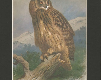 beautiful vintage 1970s eagle owl bookplate watercolour print by thorburn .