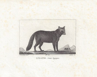 Artic Fox (L'isatis) - Antique French animal engraving, c1815.