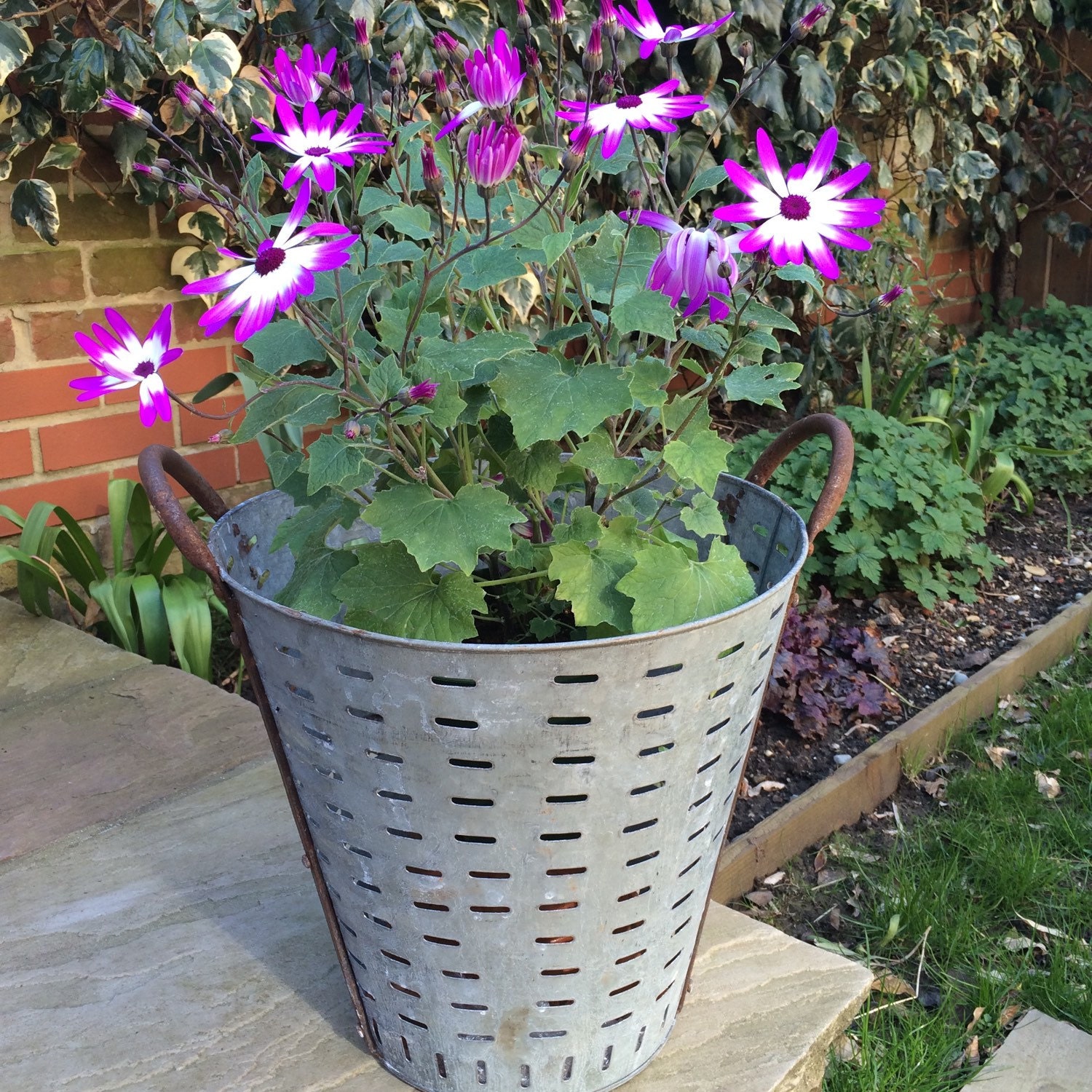 RESERVED FOR ROSS Rustic French Metal Olive Basket Metal