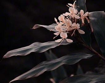Hawaiian tropical flower rain forest exotic plant - dark teal green pale coral pink - Fine Art Photography - printed photograph