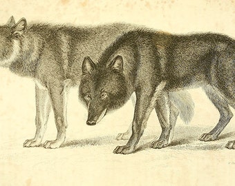 Two wolves drawing vintage illustration Digital Download