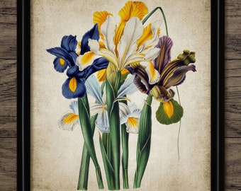 Iris botanical print | Etsy