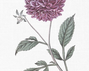 Flower Digital Download 'Lilac Garden Dahlia' Botanical Illustration for Crafts, Prints, Shrink Paper, Collages, Tattoos...