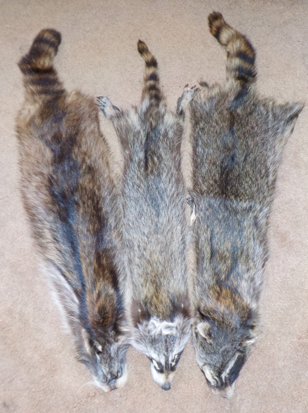 Large RACCOON Pelts tanned