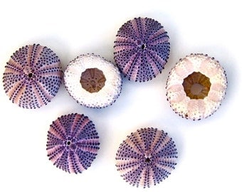 Beach Decor - 1 Natural Purple Sea Urchin - Choose 1" or 2" - seashells seashell sea shells sea shell