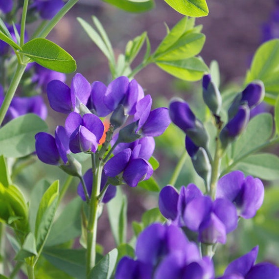 Blue Wild Indigo Flower Seeds Non-GMO Open Pollinated