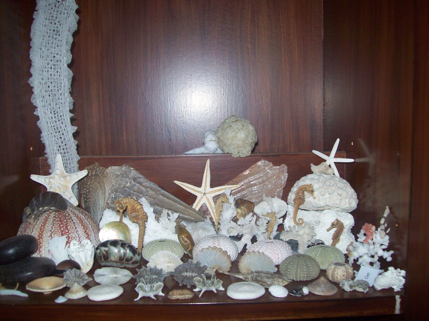 Collection of Venus Flower Basket Sea Life Mixture from an