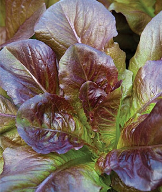 Organic Heirloom Cimmaron Romaine Lettuce 100 Seed deep red Organic Heirloom Cimmaron Romaine Lettuce 100 Seed deep red
