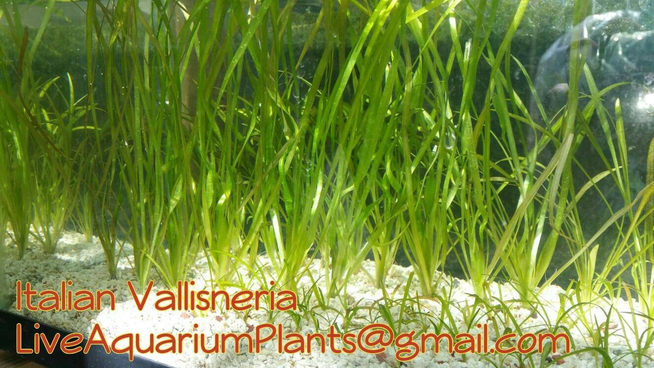 Italian Val aquarium plant