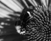 DIGITAL DOWNLOAD photo, B&W, Black and White bee nature, Honey Bee photo Bee photo Echinacea flower picture fine art turtlesandpeace gift DIGITAL DOWNLOAD photo, B&W, Black and White bee nature, Honey Bee photo Bee photo Echinacea flower picture fine art turtlesandpeace gift