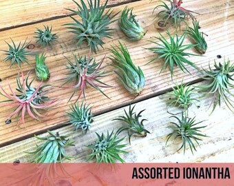 10 assorted Tillandsia IONANTHA air plants - FREE SHIP treasury wholesale bulk lot collection