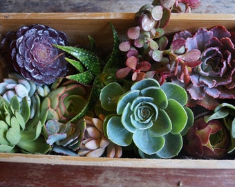 Assorted Medium-Large Fresh Succulent Cuttings (3"- 5")