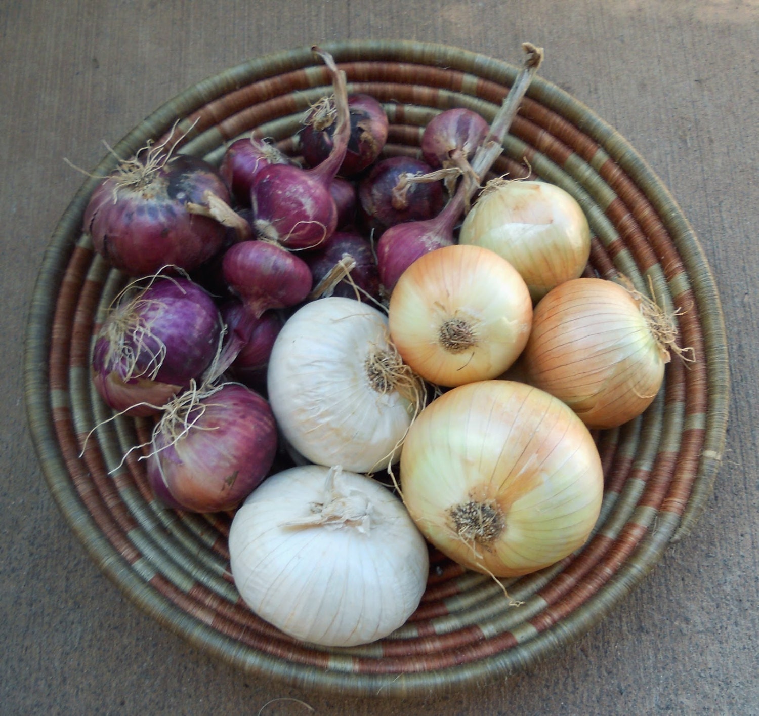 Onion Texas Early Grano Onion 100 thru 4000 seeds Organic no