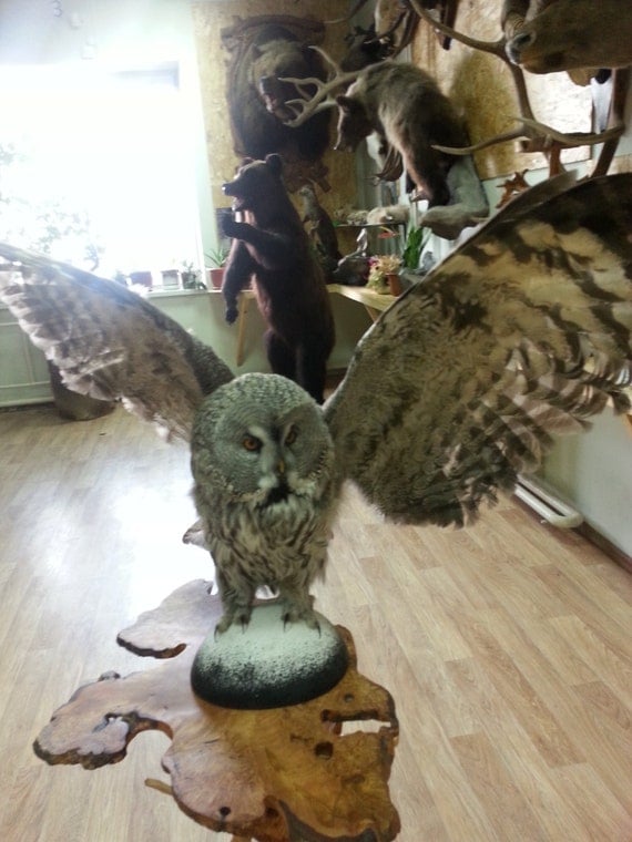 taxidermy stuffed owls for sale