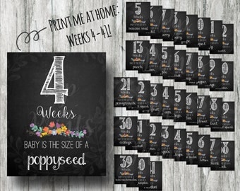 Printable Weekly Pregnancy Signs- Weeks 4-41 Chalkboard Countdown Prints- Instant Download Photo Props