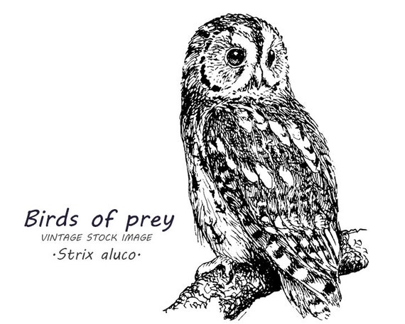 The tawny owl bird clip art Digital vintage art by Artiquarius