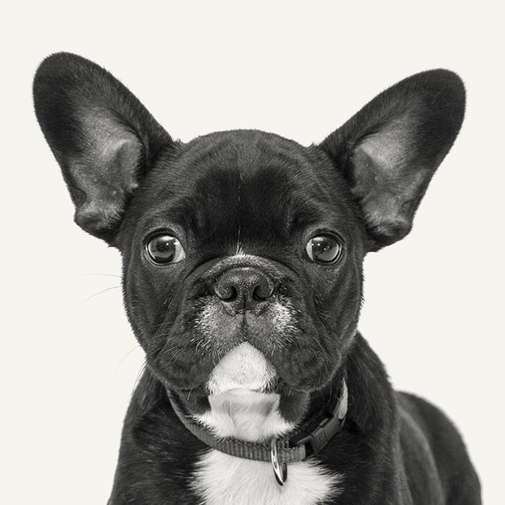 Puppy Print Dog Printable Animal Wall Art Photography Cute