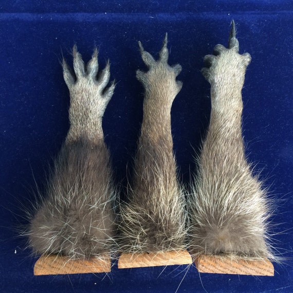 Taxidermy opossum paw