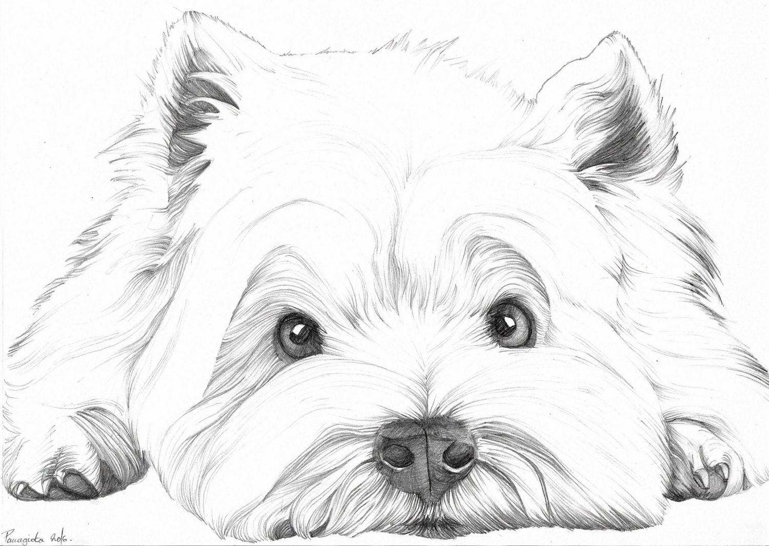 West Highland White Terrier Dog Pencil Drawing. by Panimagine