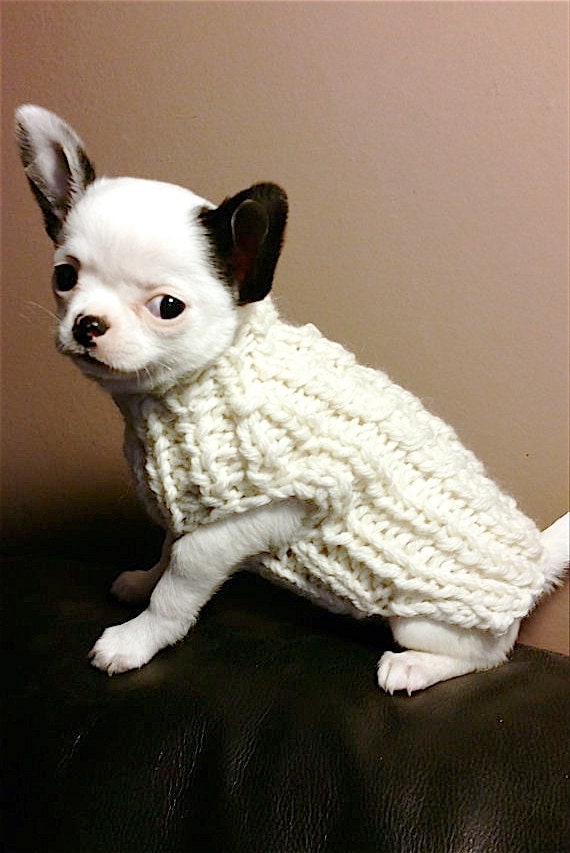White Milk puppy chihuahua sweater Knit Chihuahua sweater