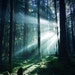 The Thin Veil
