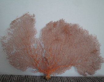 Natural Sea Fan 17.2" x 11" Large Red Seashells Reef Coral