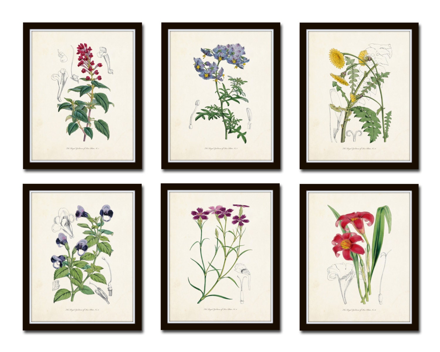 English Garden Botanical Print Set No. 5 Giclee Art Print