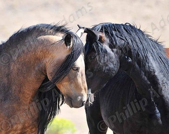 Mesteño 16 - Mustang Stallions - Gallery Wrapped Canvas - 16" x 20"