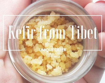 Unique Dehydrated (Dry) Tibetan Mushrooms Milk Kefir Grains from Tibet's Yogis | Free delivery worldwide