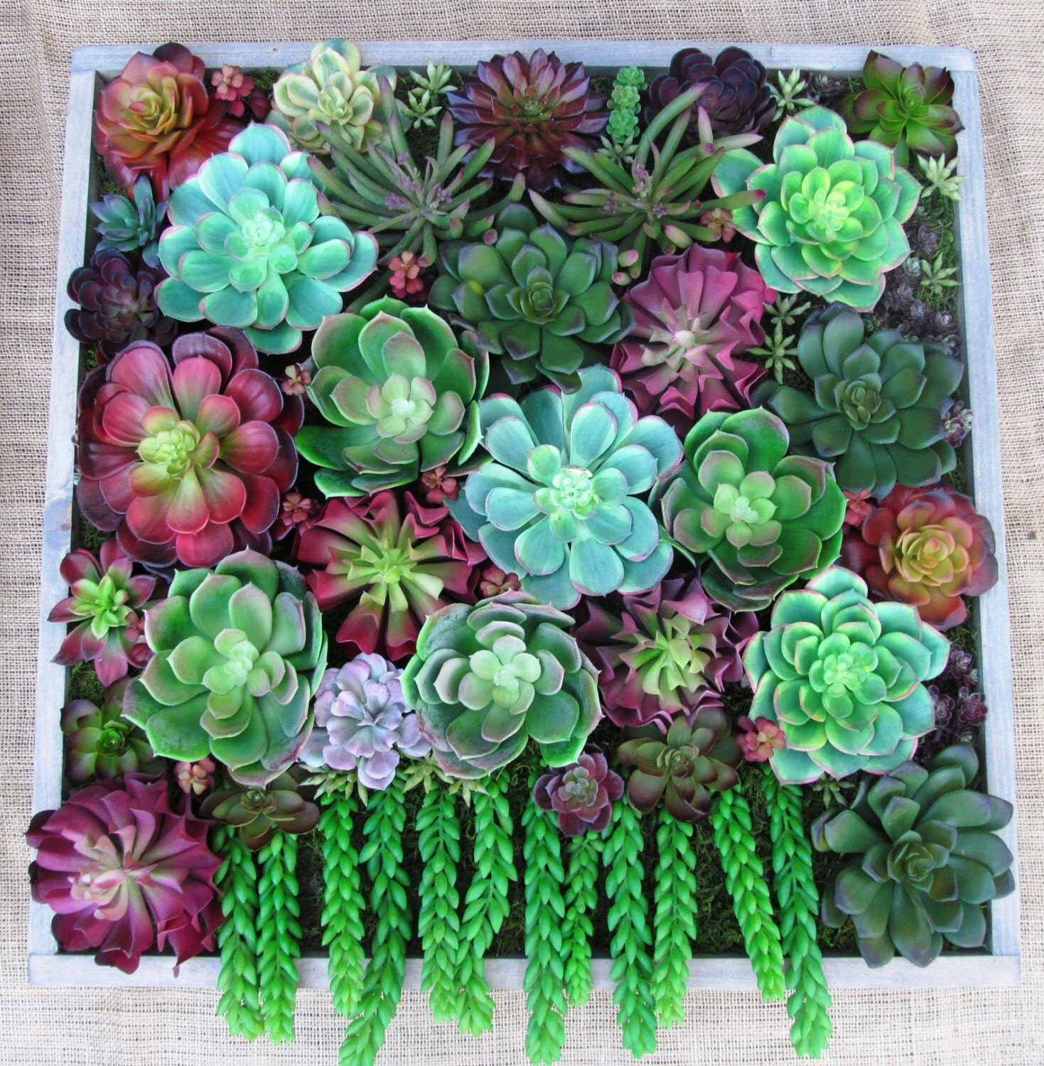 Succulent Living Walls in Real or Artificial Succulents