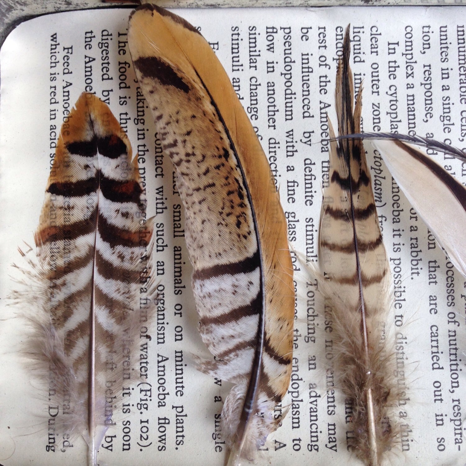 Feather collection...