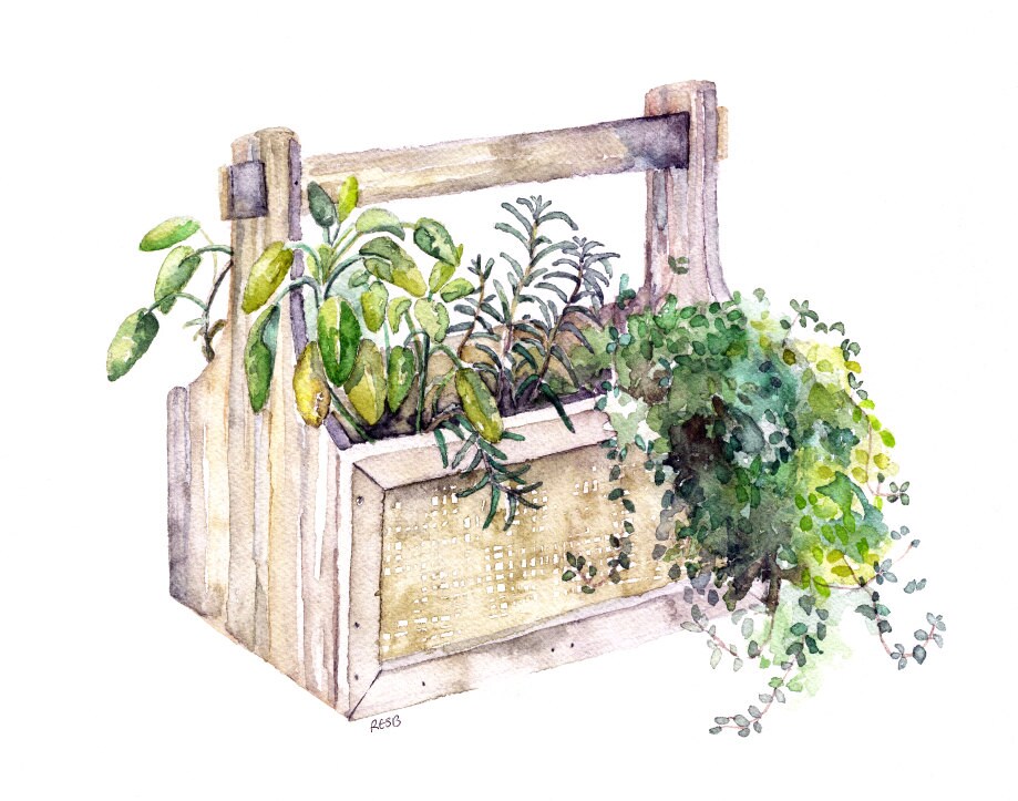 Potted Herb Painting Print from Original Watercolor