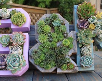 UNPLANTED DIY Monogrammed Letter Succulent Planter! Plant yourself