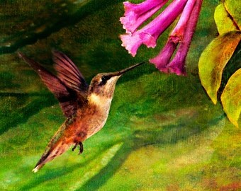 Wall Art, Painting, "Hummingbird" Archival Fine Art Giclee Print
