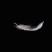 IvoryFeather