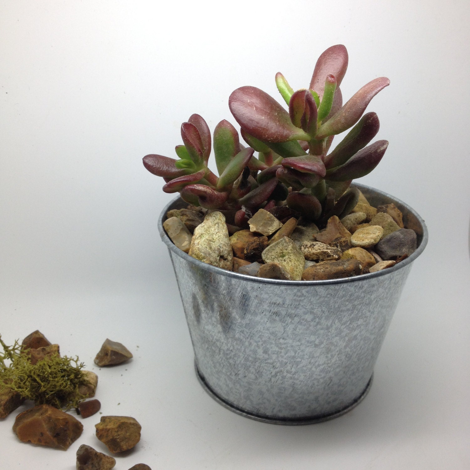 Succulent Holder | succulent plant plant holder succulent by belivingart on etsy Succulent Holder | succulent plant plant holder succulent by belivingart on etsy