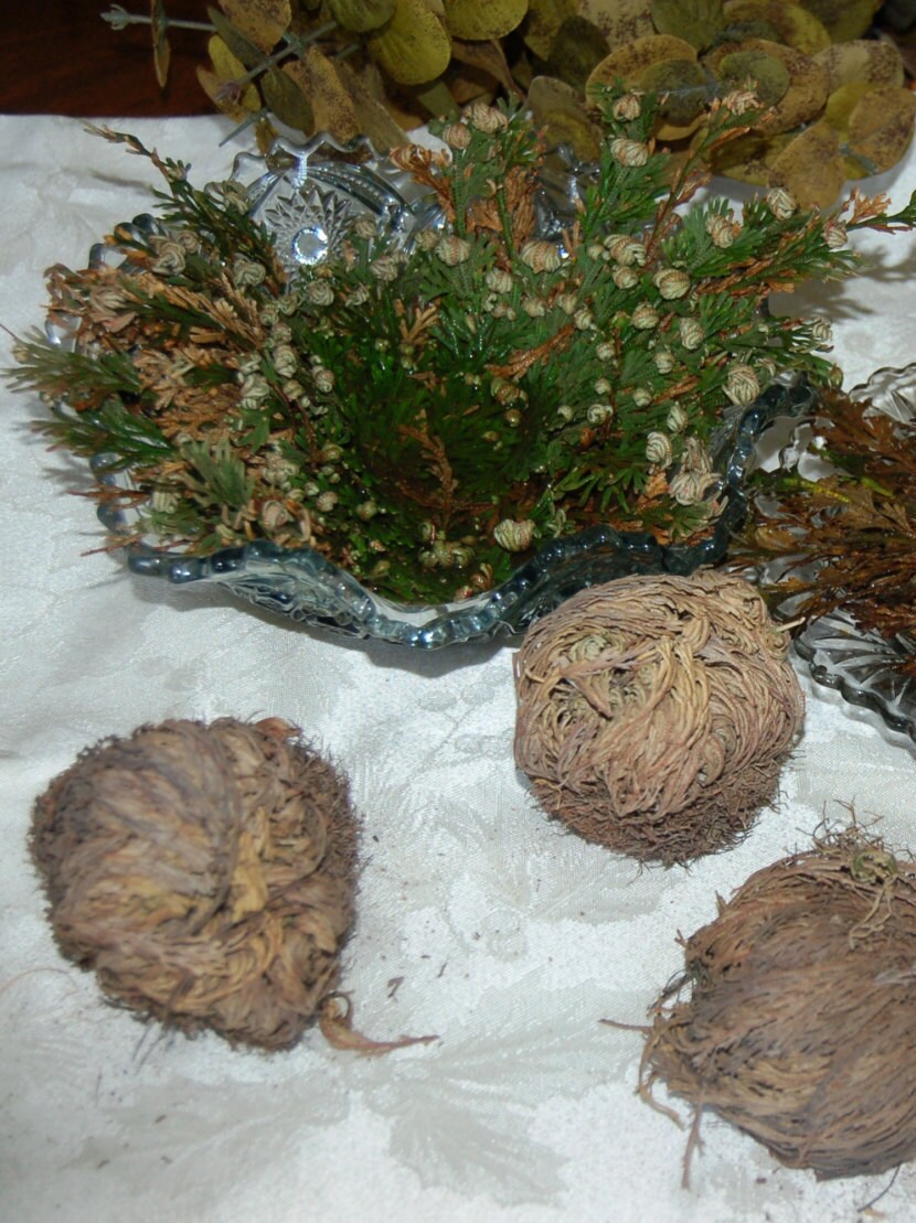 ROSE of JERICHO RESURRECTION Flower. Symbol of hope