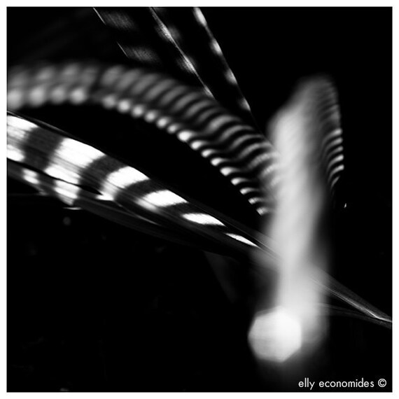 Modern wall art, abstract photography, fine art photography, black and white, abstract , leaf, leaves, abstract wall art, 033. 'Abstract 1'