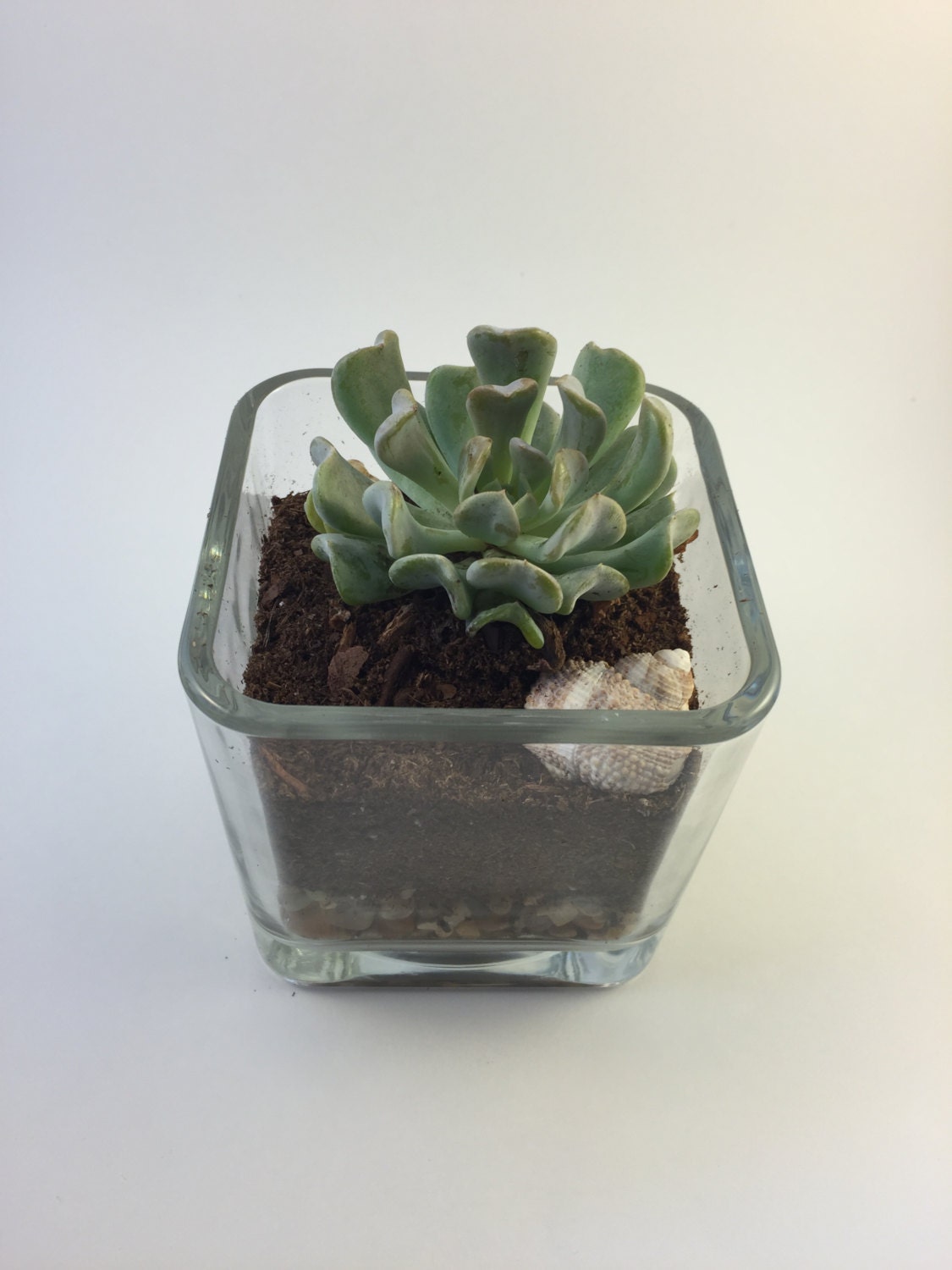 Succulent Terrarium in Square Glass Vase by GilsonGrown on Etsy