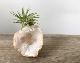 Crystal Geode with air plant (Tillandsia), Desk Accessory, man gift, coworker gift, family gift, baby gift, geode gift, grateful gift, cute
