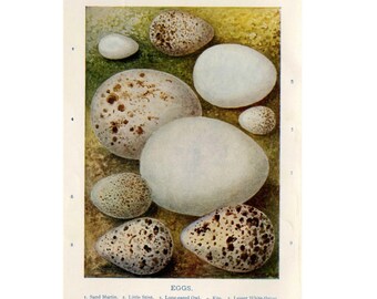 c. 1910 ANTIQUE EGG LITHOGRAPH - original antique hand colored print of bird eggs - egg print