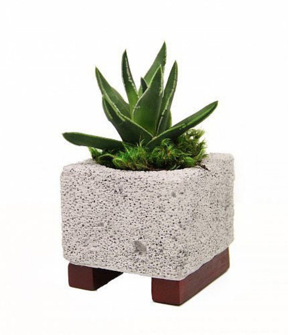 Lava Rock Planter with Live Plant 4 x 4 x 4.5in