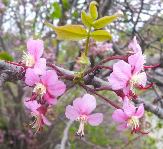 MEXICAN BUCKEYE Ungnadia speciosa Wonderful Native Texas