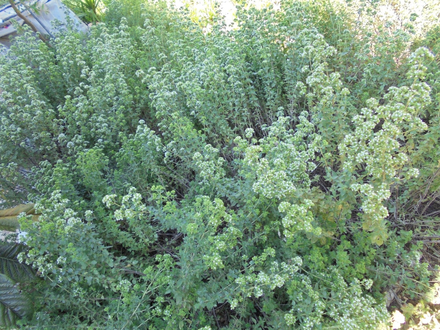 Greek Oregano Dried Herb Homegrown Herb Organic by MelirrousBees