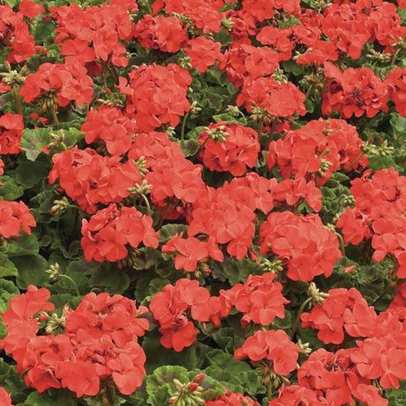 100 bulk geranium seeds for sale Maverick Red