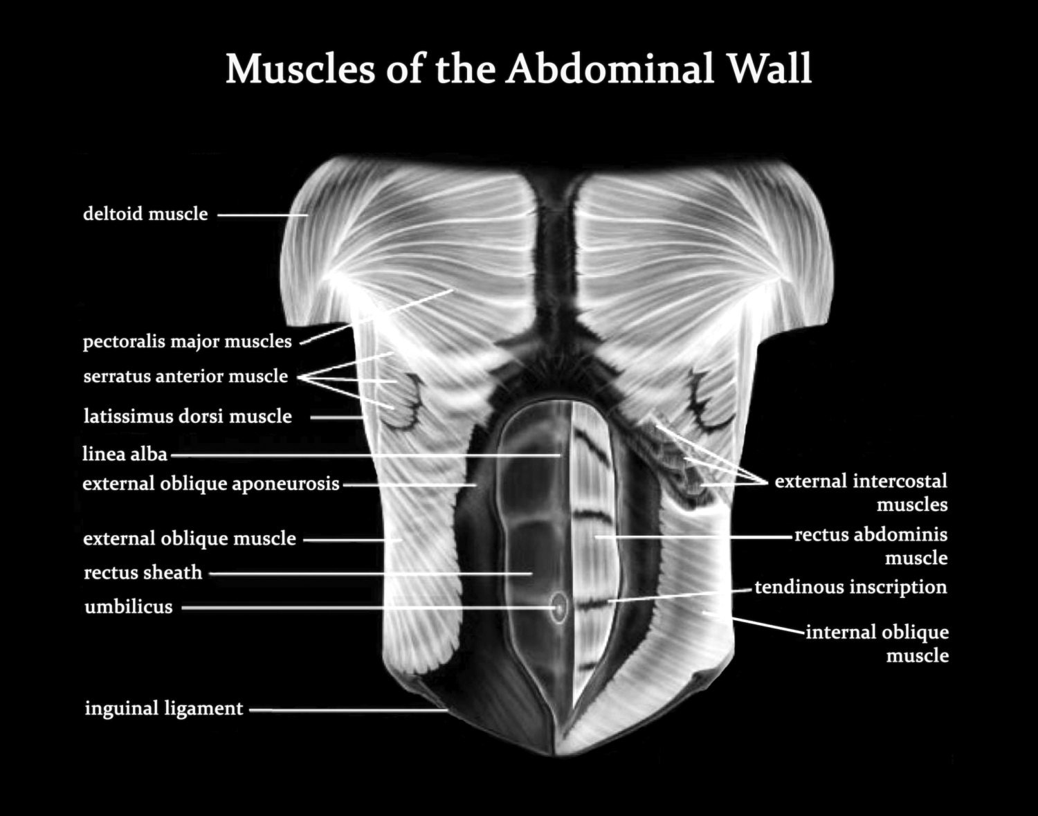 Abdominal Muscle Anatomy Male - Lower Abdominal Muscles Diagram