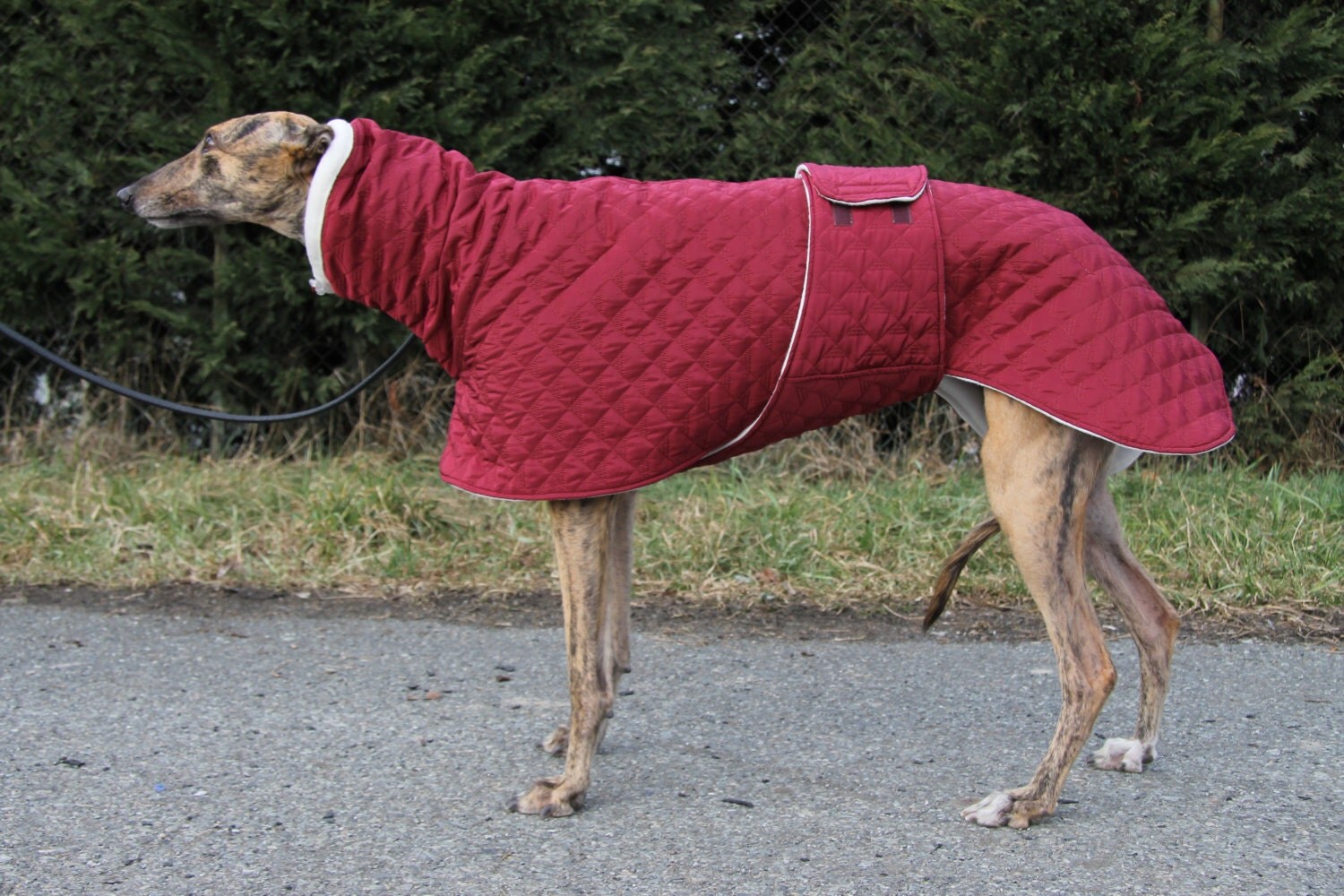Greyhound coat greyhound clothing greyhound winter coat