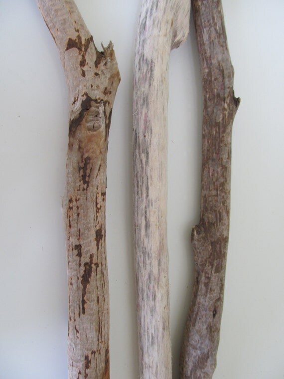 Driftwood Supplies 3 Sturdy Driftwood Branches For by LonelyBeach