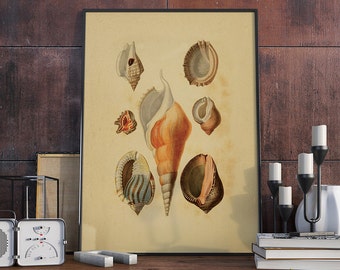 Seashell Art, Seashells Prints, Antique Seashell Illustrations, Seashells Ocean, Nautical Decor - VA012